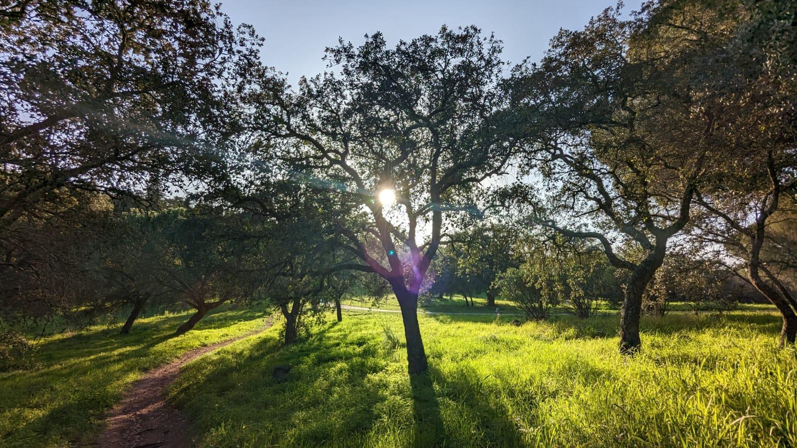 Sunlit trail through a grove of cork oaks in green grass